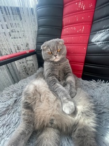 Кіт Тімоха