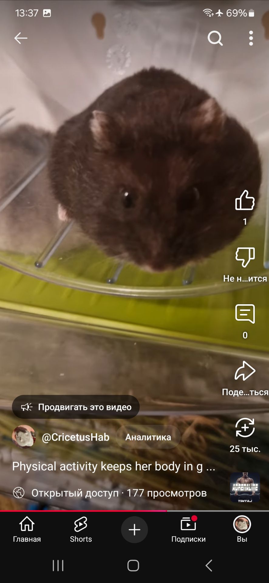 Малеча Фенотипу Чорний
