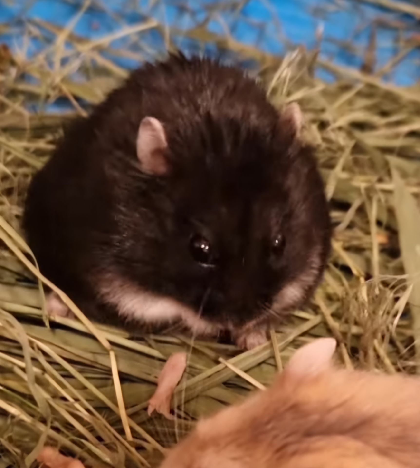 Малеча Фенотипу Чорний