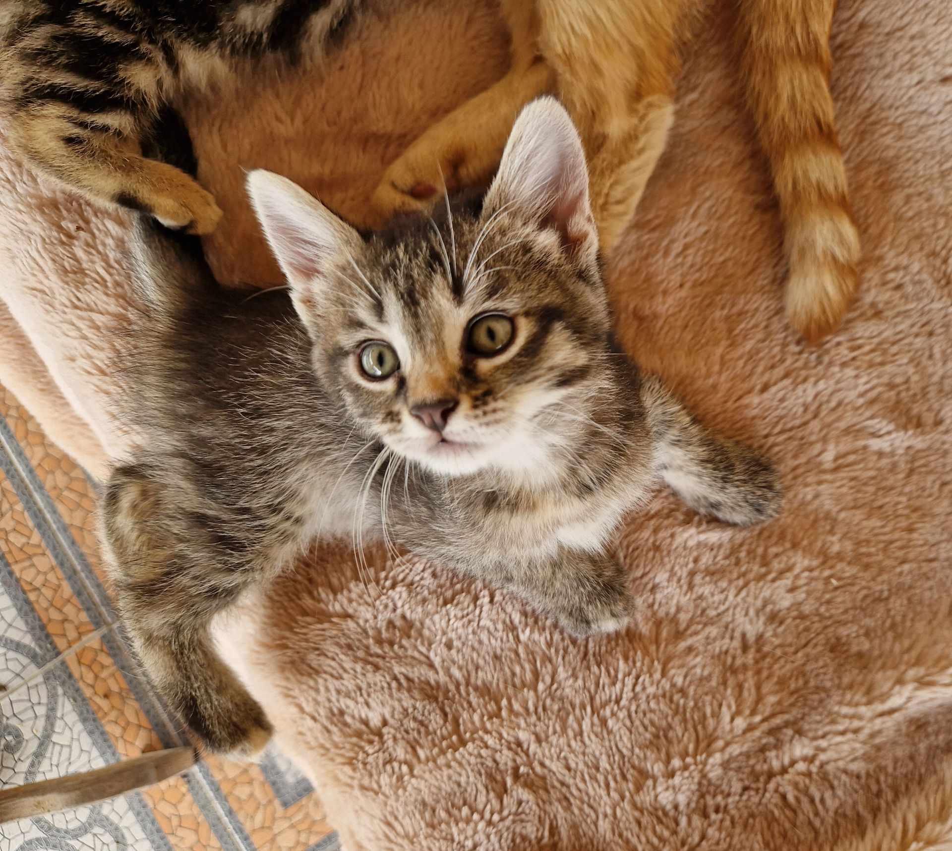 Кото-Чаклунка на вдачу 1 місяць дівча