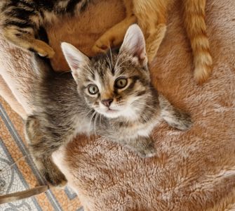 Кото-Чаклунка на вдачу 1 місяць дівча