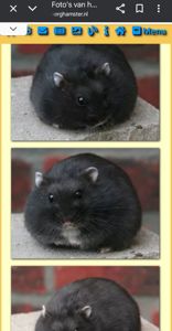 Малеча Фенотипу Чорний