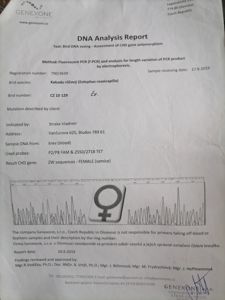 Рожевий какаду