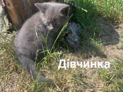 Кошенятам ТЕРМІНОВО потрібен дім!