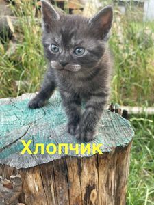 Кошенятам ТЕРМІНОВО потрібен дім!