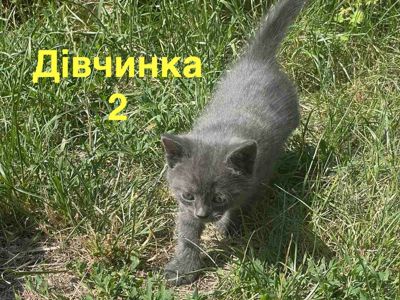Кошенятам ТЕРМІНОВО потрібен дім!