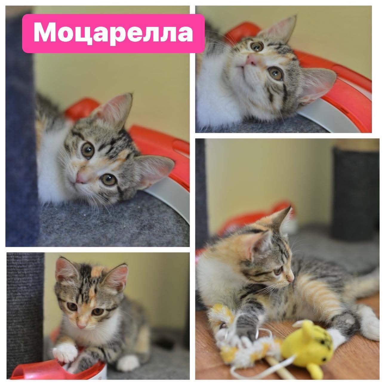 Моцарела, 3,5 місяці