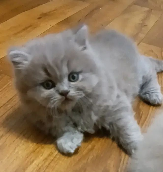 Шотландские котята уникального окраса поинт лиловый Scottish Straight