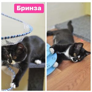 Бринза, 3.5 місяці