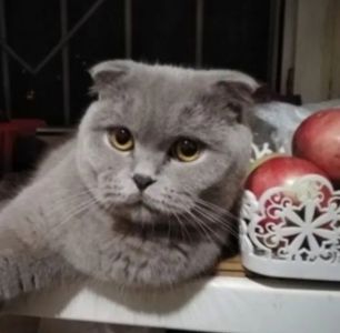 Шотландские котята уникального окраса поинт лиловый Scottish Straight