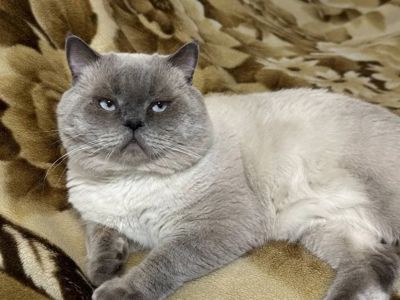 Шотландские котята уникального окраса поинт лиловый Scottish Straight