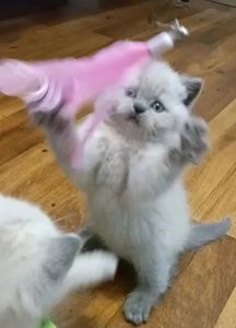 Шотландские котята уникального окраса поинт лиловый Scottish Straight