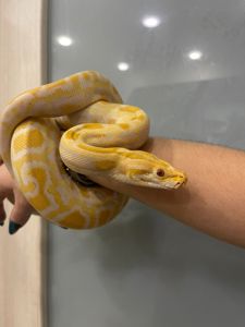Тигровий пітон альбінос