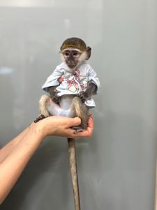 Мавпочка верветка