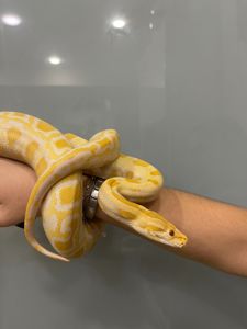 Тигровий пітон альбінос