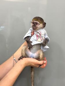Мавпочка верветка