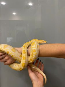 Тигровий пітон альбінос
