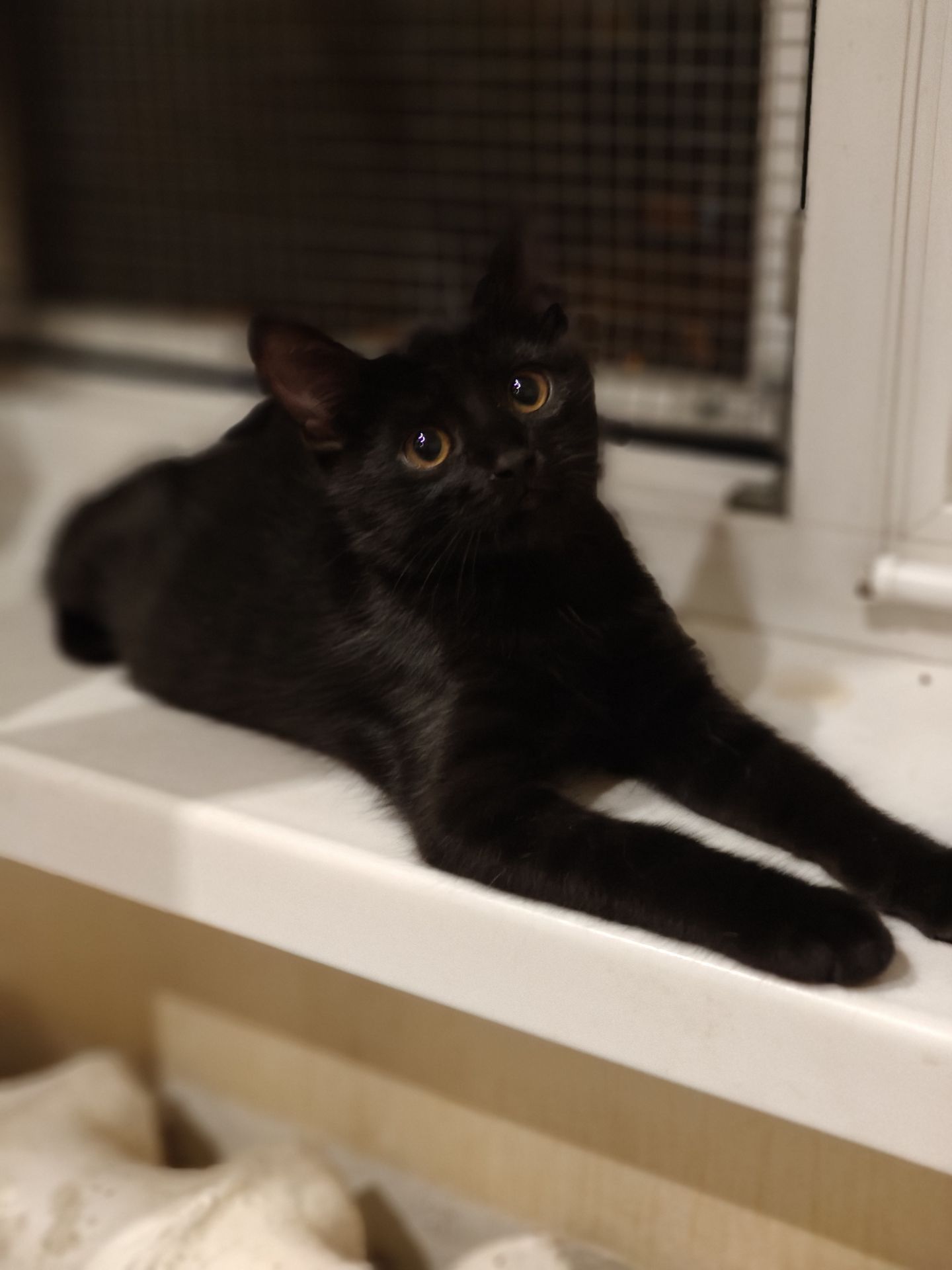 Кошеня