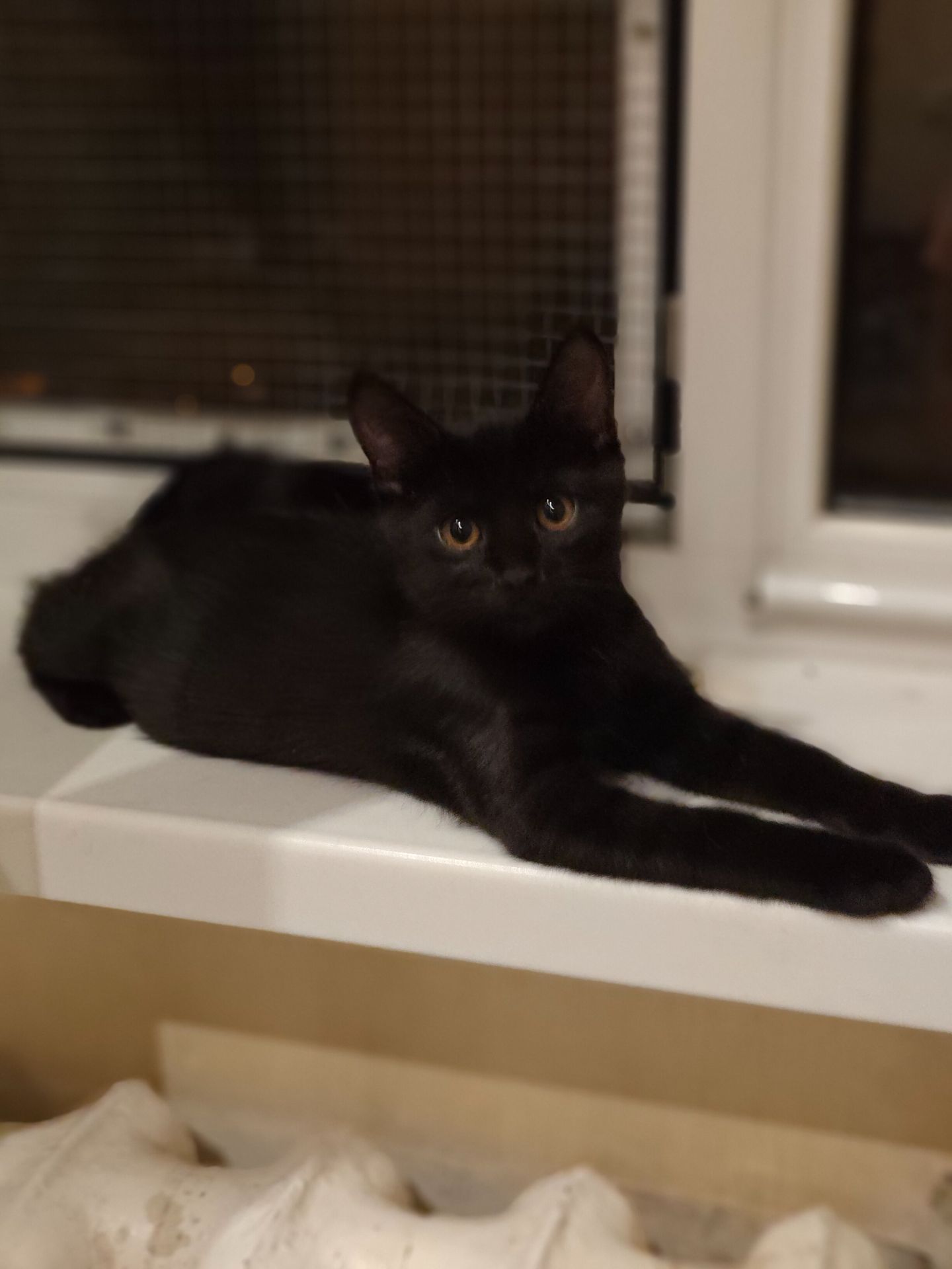 Кошеня