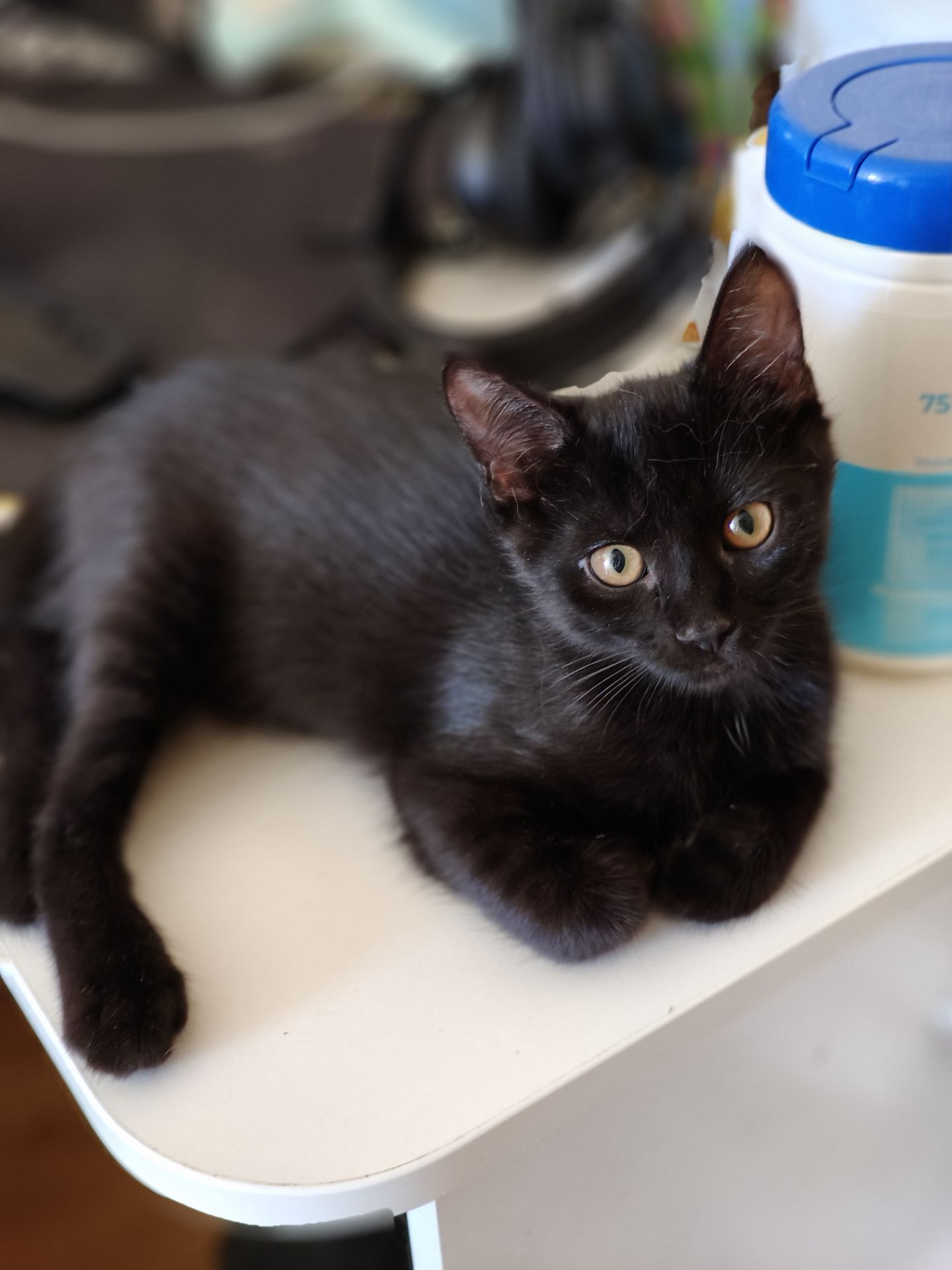 Кошеня