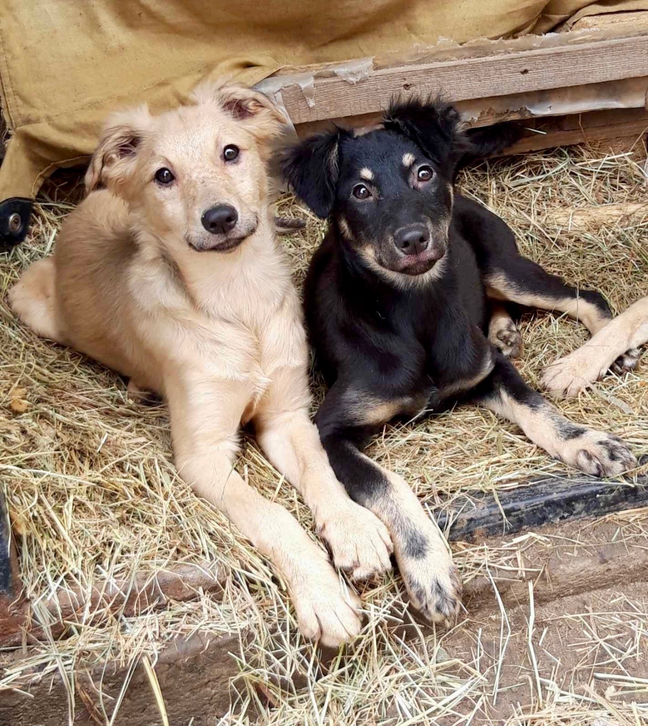 Цуценята врятовані з зони бойових дій мріють про родину!