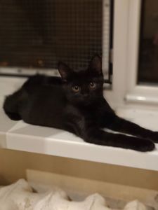 Кошеня
