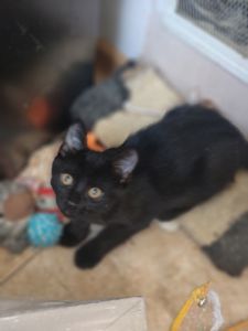 Кошеня