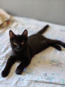 Кошеня