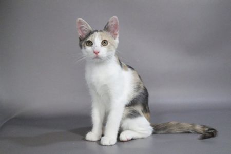 Кошеня
