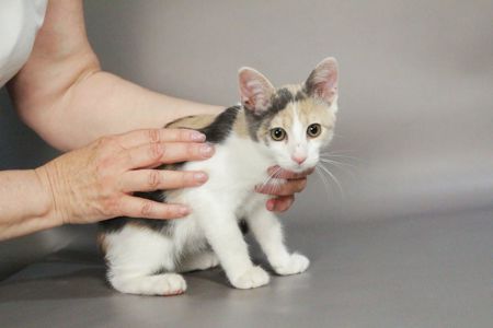 Кошеня