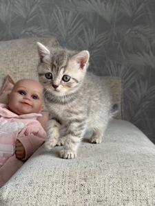 Кицьки шотландки