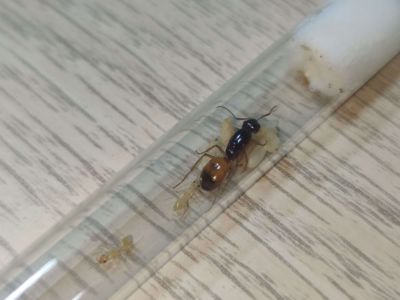 Camponotus fedtschenkoi — купить колонию с гарантией доставки по Украине