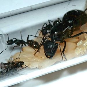 Мурахи Camponotus japonicus – купити з фермою, доставка Нова Пошта