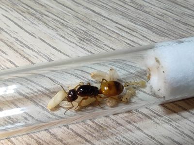 Camponotus fedtschenkoi — купить колонию с гарантией доставки по Украине