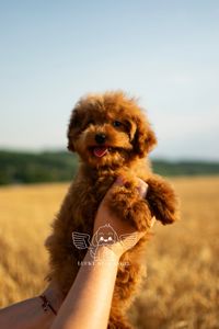 Мишка🐭 крові Китай 😍