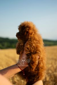 Мишка🐭 крові Китай 😍