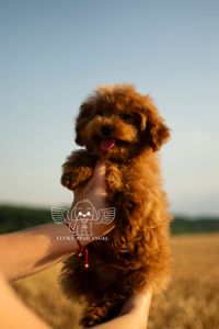Мишка🐭 крові Китай 😍