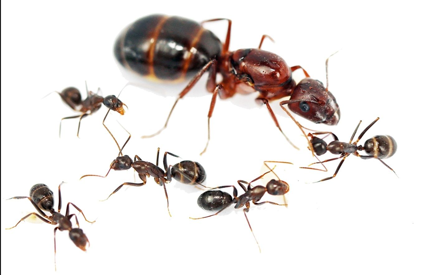 Муравьи Camponotus turkestanicus – купить с формикарием Новая Почта Украина