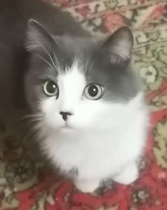 Фантік