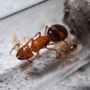 Купить Camponotus maculatus subnudus с фермой Редкие муравьи из Азии
