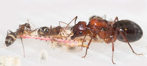 Муравьи Camponotus turkestanicus – купить с формикарием Новая Почта Украина