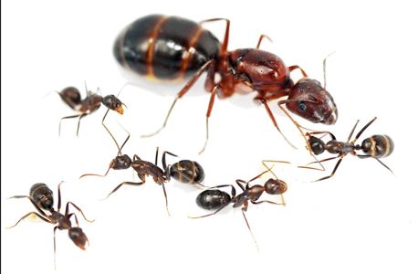 Муравьи Camponotus turkestanicus – купить с формикарием Новая Почта Украина