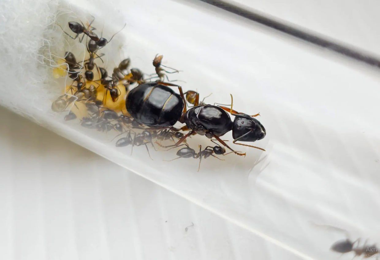 Муравьи Camponotus friedae – купить с муравьиной фермой Новая Почта