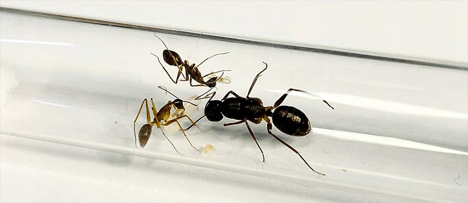 Camponotus mitis – купить японских муравьев с доставкой по Украине Колонии с маткой