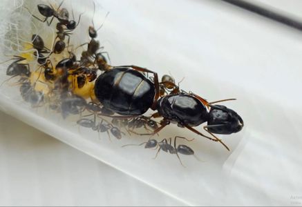 Муравьи Camponotus friedae – купить с муравьиной фермой Новая Почта