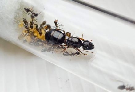 Муравьи Camponotus friedae – купить с муравьиной фермой Новая Почта