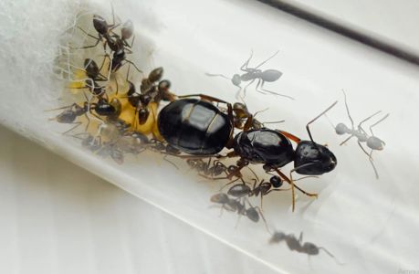 Муравьи Camponotus friedae – купить с муравьиной фермой Новая Почта