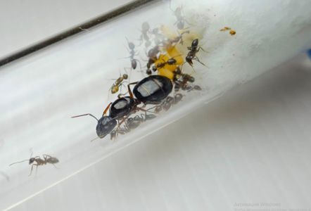 Муравьи Camponotus friedae – купить с муравьиной фермой Новая Почта