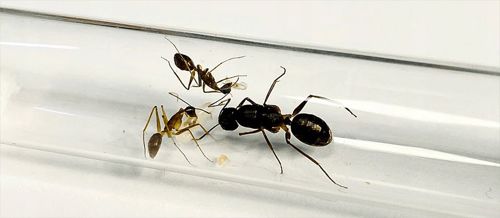 Camponotus mitis – купить японских муравьев с доставкой по Украине Колонии с маткой