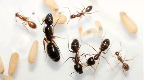 Camponotus mitis – купить японских муравьев с доставкой по Украине Колонии с маткой